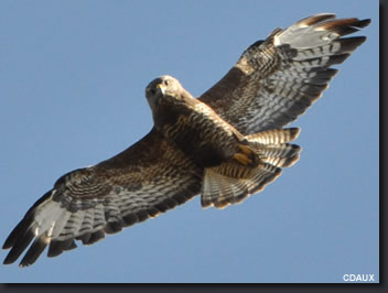 animal totem