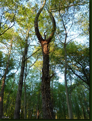 arbre chamanisme