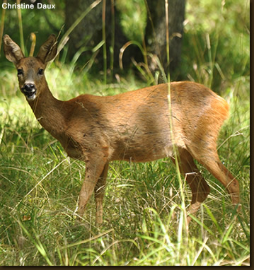 animaux de pouvoir