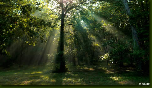 chamanisme arbre
