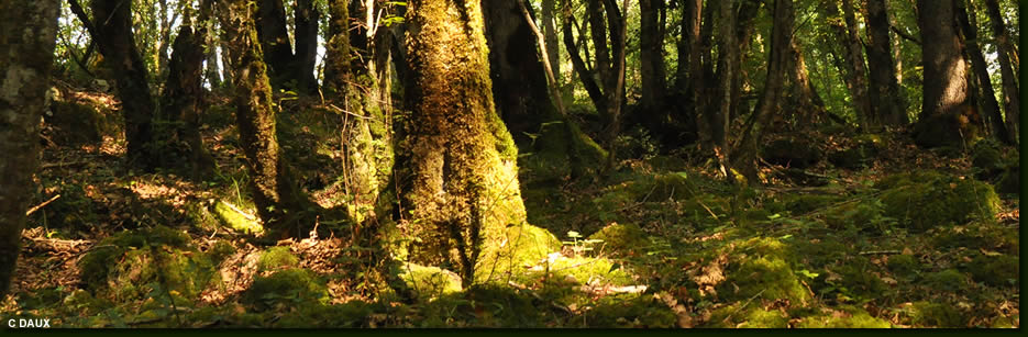 chamanisme forêt dordogne