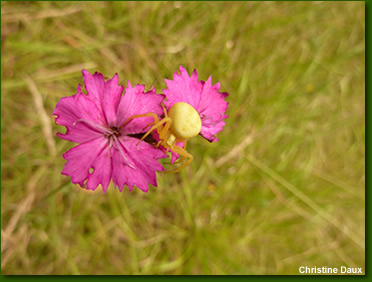 chamanisme plante