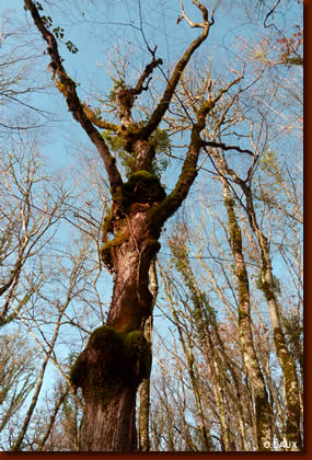 chamanisme renaitre arbre