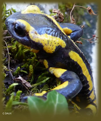 Salamandre - soins chamaniques