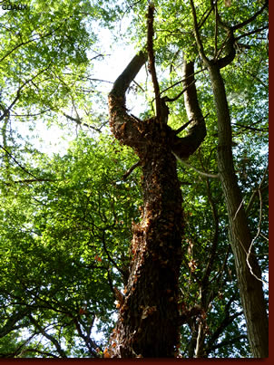 arbre forêt stage chamanique