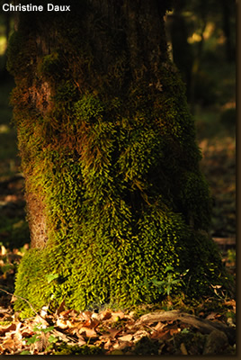 arbre chamanisme