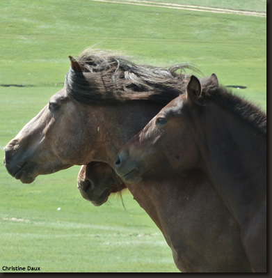 Christine daux - chamanisme - chevaux